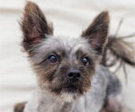 Junior - Male Cairn Terrier-Unknown Mix Dog for Adoption - Small photo