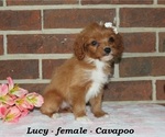 Small #2 Cavapoo (Miniature)