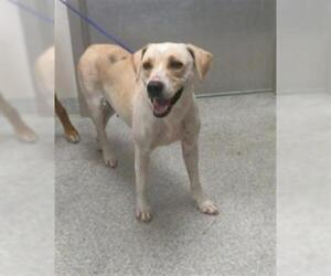 Labrador Retriever-Unknown Mix Dogs for adoption in Pasadena, TX, USA