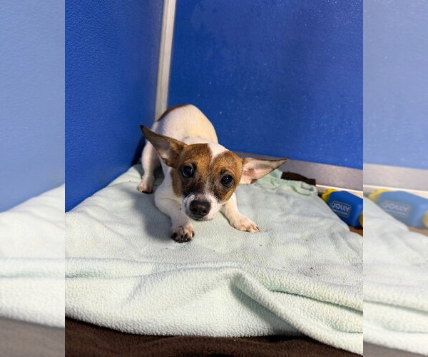 Medium Photo #2 Chihuahua-Unknown Mix Puppy For Sale in Pierceton , IN, USA