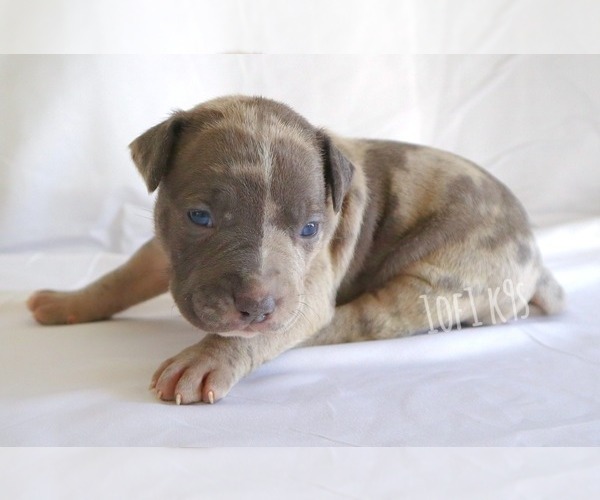 Medium Photo #4 American Bully Puppy For Sale in PALMDALE, CA, USA
