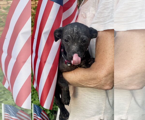 Medium Photo #10 Chihuahua-Unknown Mix Puppy For Sale in Mount Laurel, NJ, USA