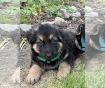 Small #14 German Shepherd Dog
