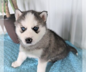 Siberian Husky Puppy for sale in ADRIAN, MI, USA