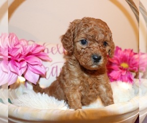 Goldendoodle Puppy for sale in BRIGHTON, MO, USA