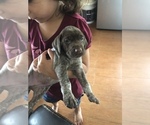 Small Photo #4 German Shorthaired Pointer Puppy For Sale in CORONA, CA, USA