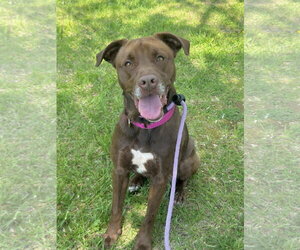 Chocolate Labrador retriever-Mountain Cur Mix Dogs for adoption in Rockaway, NJ, USA