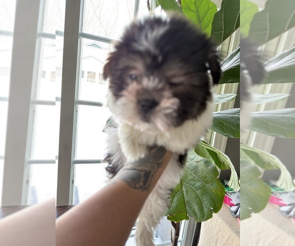 Medium Photo #6 Mal-Shi Puppy For Sale in JOHNSTON, RI, USA