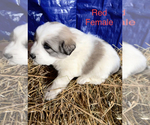 Small Photo #5 Great Pyrenees Puppy For Sale in LINCOLN, MI, USA