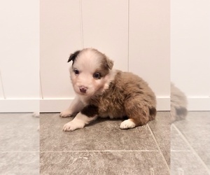 Australian Shepherd Puppy for sale in LODA, IL, USA