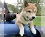 Small Photo #5 Shiba Inu Puppy For Sale in NEW ATHENS, IL, USA