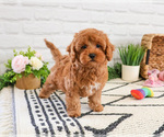 Small #2 Cavapoo (Miniature)