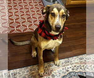 German Shepherd Dog-Great Dane Mix Dogs for adoption in Fargo, ND, USA