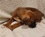 Small Photo #7 Boxer Puppy For Sale in JOLIET, IL, USA
