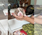 Puppy Flower English Bulldog