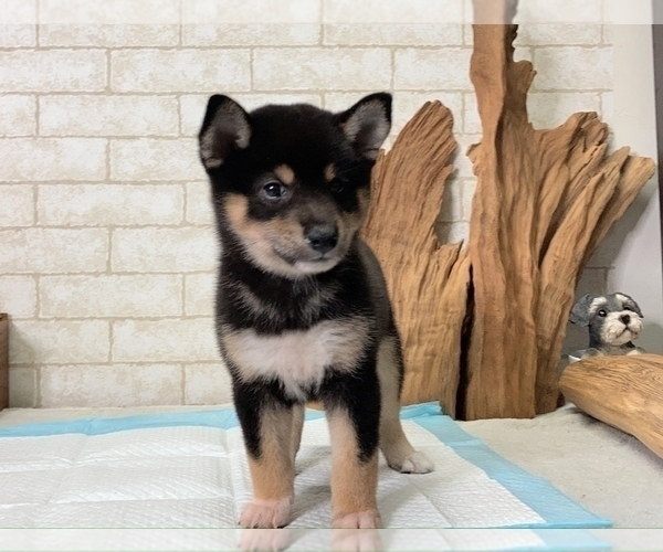 Medium Photo #7 Shiba Inu Puppy For Sale in MANHATTAN, NY, USA