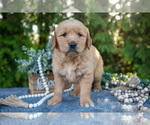 Puppy Skye Golden Retriever