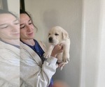 Puppy Puppy 2 Labrador Retriever