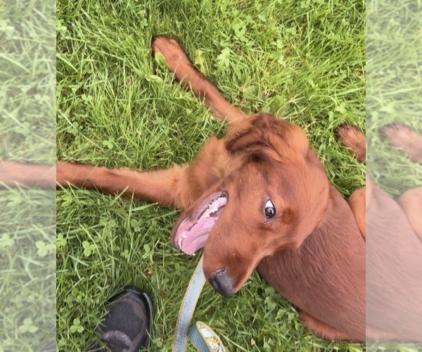 Medium Photo #6 Irish Setter Puppy For Sale in ONEONTA, NY, USA