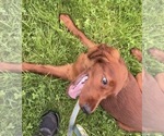 Black collar - Male Irish Setter Puppy for Sale - Photo #6