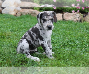 Great Dane Puppy for sale in SHILOH, OH, USA