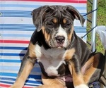 Puppy Violet American Bully