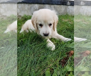 English Cream Golden Retriever Puppy for sale in TORONTO, OH, USA