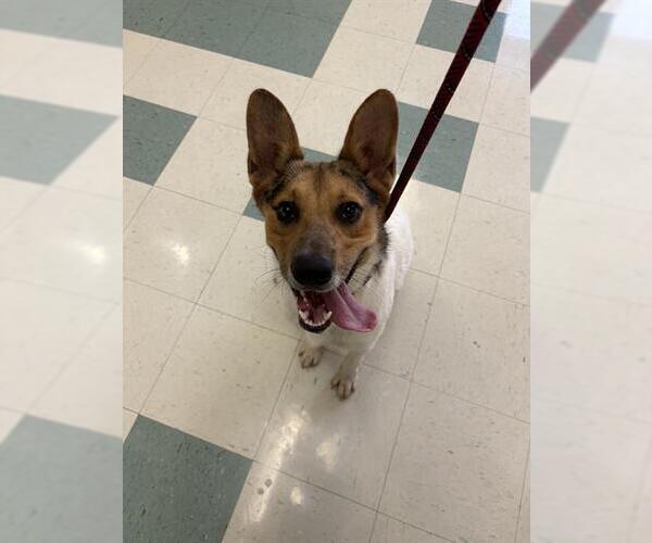 Medium Photo #1 Mutt Puppy For Sale in Corpus Christi, TX, USA