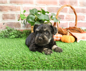 Schnauzer (Miniature) Puppy for sale in SYRACUSE, IN, USA
