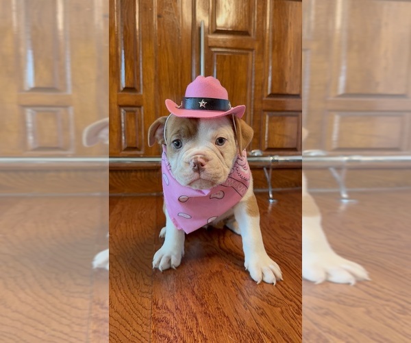Medium Photo #18 Olde English Bulldogge Puppy For Sale in FORT WORTH, TX, USA