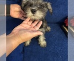 Small #23 Schnauzer (Miniature)