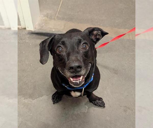 Medium Photo #1 Beagle-Unknown Mix Puppy For Sale in Santa Cruz, CA, USA