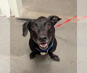 Beagle-Unknown Mix Dogs for adoption in Santa Cruz, CA, USA