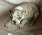 Puppy 2 Boston Terrier