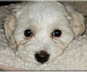 Maltipoo Puppy for sale in SPRING VALLEY, CA, USA