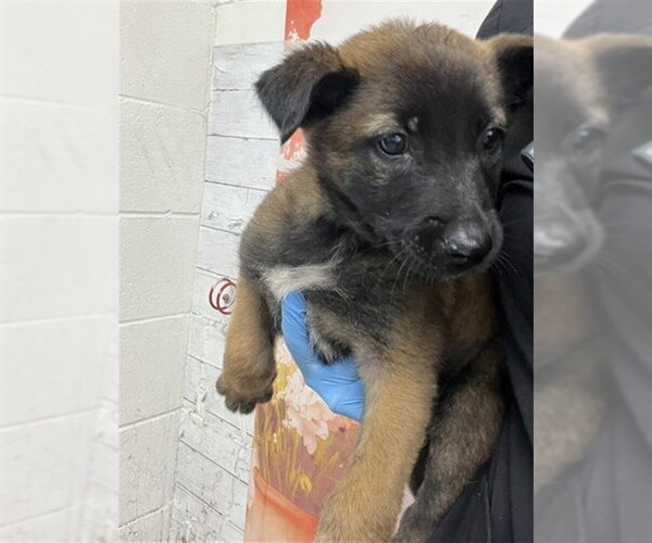 Medium Photo #1 German Shepherd Dog-Unknown Mix Puppy For Sale in San Bernardino, CA, USA