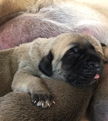 Mastiff Puppy for sale in LILLIAN, AL, USA