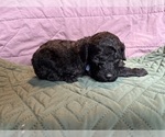 Puppy Periwinkle blue Saint Berdoodle