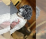 Puppy Merry Poodle (Standard)