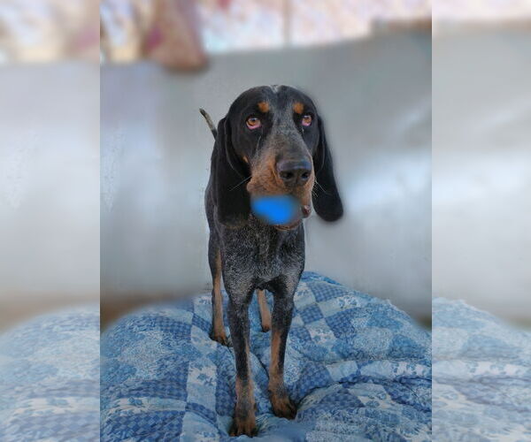 Medium Photo #1 Bluetick Coonhound Puppy For Sale in Apple Valley, CA, USA