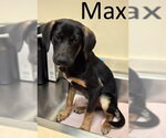 Small #3 Catahoula Leopard Dog-Coonhound Mix