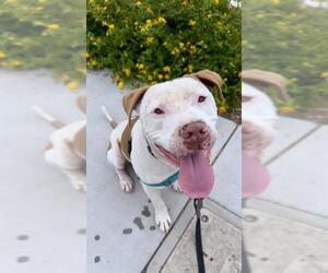 Mutt Dogs for adoption in Chula Vista, CA, USA