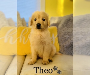 Golden Retriever Puppy for sale in COOKEVILLE, TN, USA