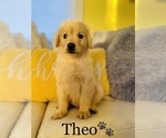 Small Photo #1 Golden Retriever Puppy For Sale in COOKEVILLE, TN, USA