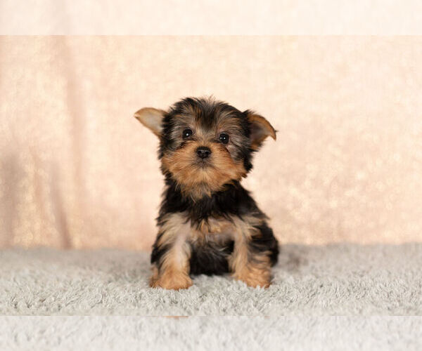 Medium Photo #2 Yorkshire Terrier Puppy For Sale in NAPPANEE, IN, USA