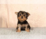 Small Photo #2 Yorkshire Terrier Puppy For Sale in NAPPANEE, IN, USA
