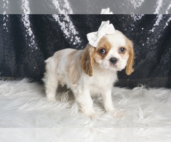 Medium Photo #113 Cavalier King Charles Spaniel Puppy For Sale in WARSAW, IN, USA