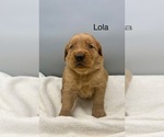 Small #5 Golden Retriever