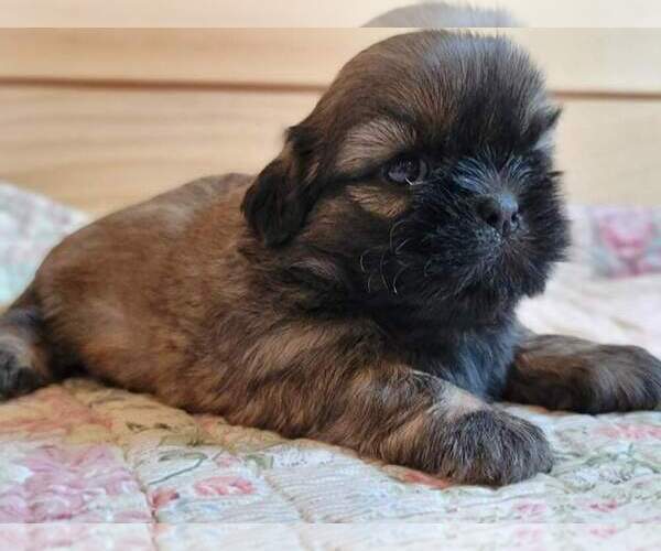 Medium Photo #21 Shih Tzu Puppy For Sale in MANES, MO, USA