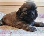 Small Photo #21 Shih Tzu Puppy For Sale in MANES, MO, USA